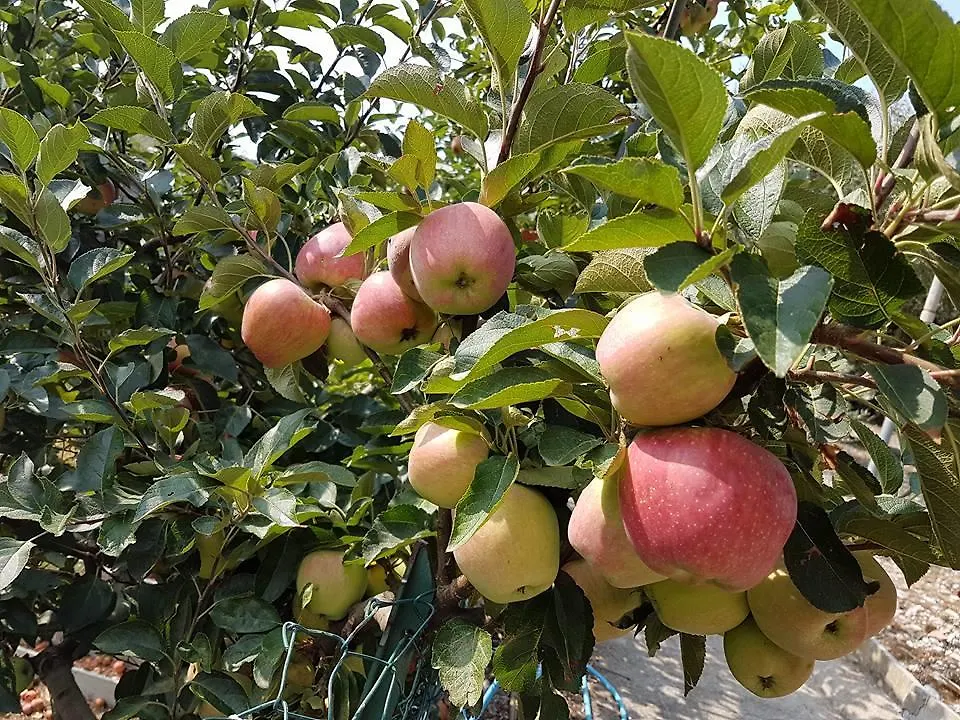 Farm stay Agriturismo Al Nido Degli Aironi Sanremo